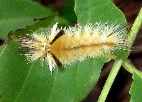 Banded Tussock Moth Caterpillar Halysidota Tessellaris Bugguidenet