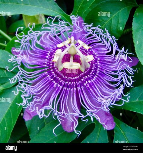 Close Up Of Strikingly Attractive Flower Head Of The Passion Flower