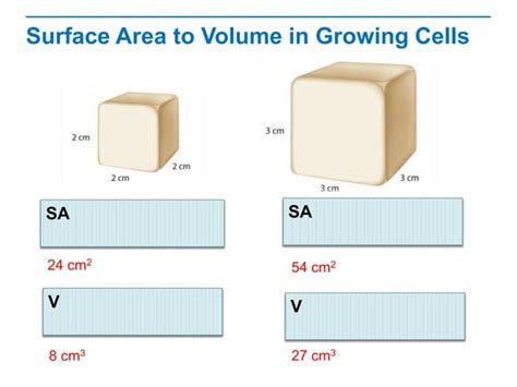 Cell Growth Division Reproduction PPT