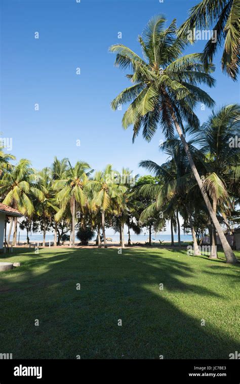 Coconut trees on the beach Stock Photo - Alamy