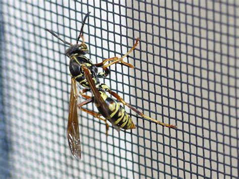 types  wasps  north america