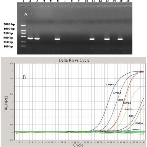 To Evaluate The Sensitivity Of The Taqman Mgb Probe Real Time Rt Pcr