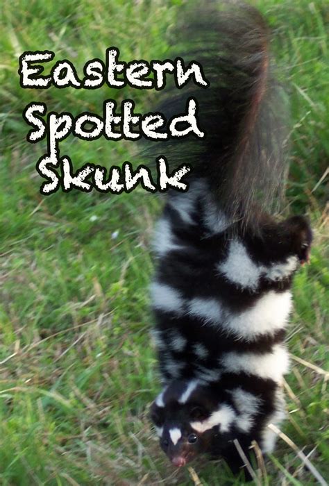 Smoky Mountain Eastern Spotted Skunk Heysmokies