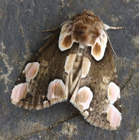 Peach Blossom Moth In France