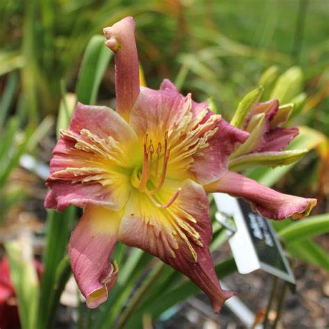 Woodcrest Daylilies LLC - Believe