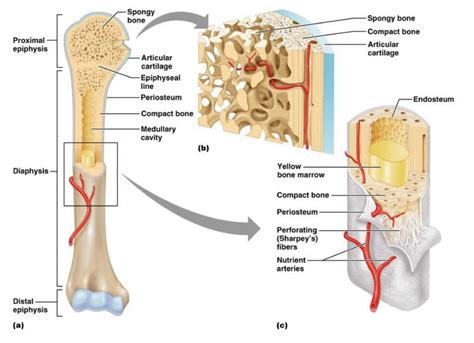 Anatomy Of A Long Bone Model Diagram Quizlet