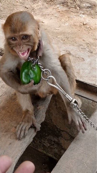 Funny Monkey Eating Chilli👉🏻🐒🤑😍😂😘youtubeshorts Youtube