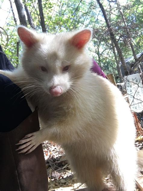 El mapache albino "agresivo" no puede dejar de abrazar a su salvador - Pictolic