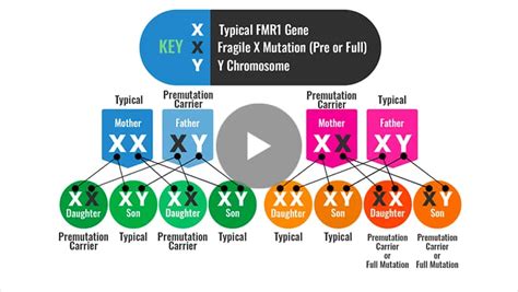 Fragile X Syndrome Testing And Diagnosis Fragile X 101