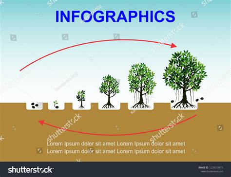 Planting Tree Process Infographic Stock Vector Royalty Free