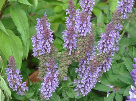 Meadow Sage Salvia Nemorosa Lyrical™ Silvertone In The Salvias