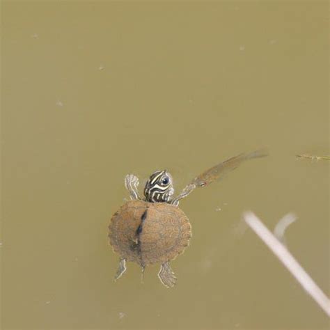 Mississippi map turtle getting a high-five from a baby perch | Map ...