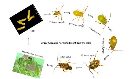 Lygus Hesperus An Overview ScienceDirect Topics, 47% OFF