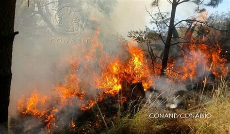 CONABIO APORTA SISTEMA DE ALERTA TEMPRANA DE INCENDIOS FORESTALES