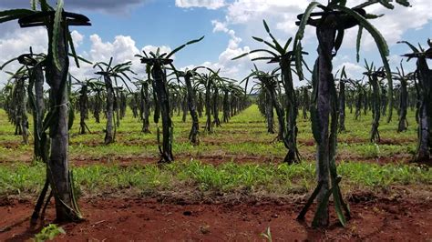 Así es la plantación experimental de pitaya más al Norte de la península