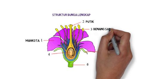 34++ Gambar Bunga Lengkap Beserta Bagian Bagiannya - Galeri Bunga HD