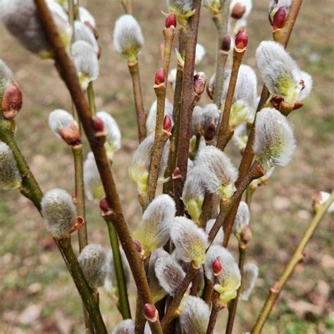How To Cut Display Pussy Willow Branches Indoors Empress Of Dirt