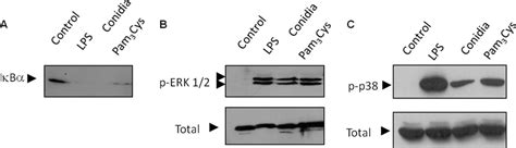 P Boydii Conidia Induced Ib Degradation Of Mapks Phosphorylation