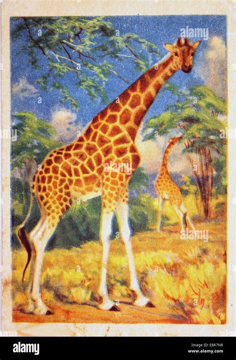 Reproduction Of Antique Postcard Shows Giraffes Circa Ussr Nd