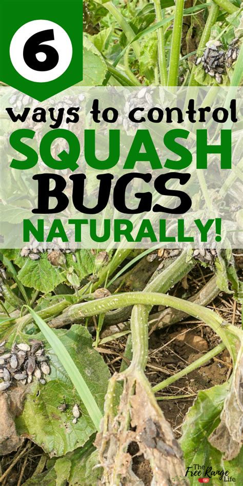 6 Ways To Get Rid Of Squash Bugs In Your Garden Naturally In 2020