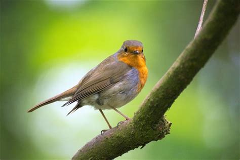 Il Significato Di Sognare Di Essere Beccati Dagli Uccelli