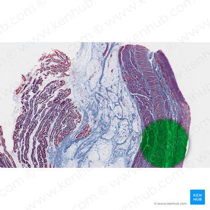 Cardia of the stomach: anatomy and structure. | Kenhub