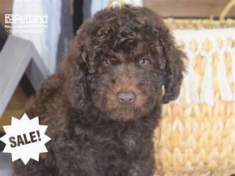 Chocolate Goldendoodle Puppy