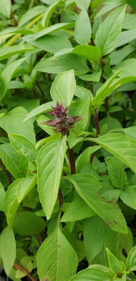 Thai Basil Seeds Herbs Heirloom Non Gmo 1500 Seeds Hello May Garden