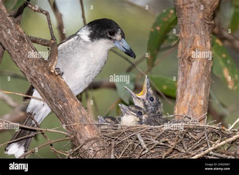 australia bird feeding chicks  res stock photography  images alamy