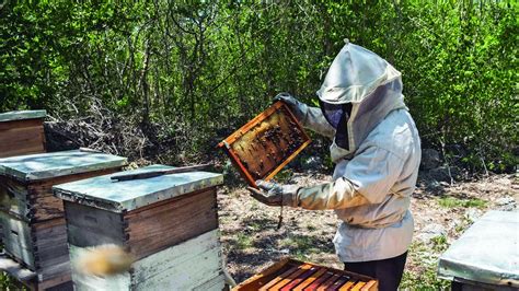 Murió un agricultor tras ser atacado por un enjambre de abejas Diario