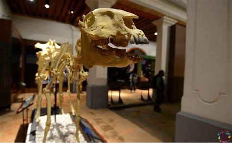 Museo De Historia Natural Y Cultura Ambiental En Cdmx Cu Ntas Salas De