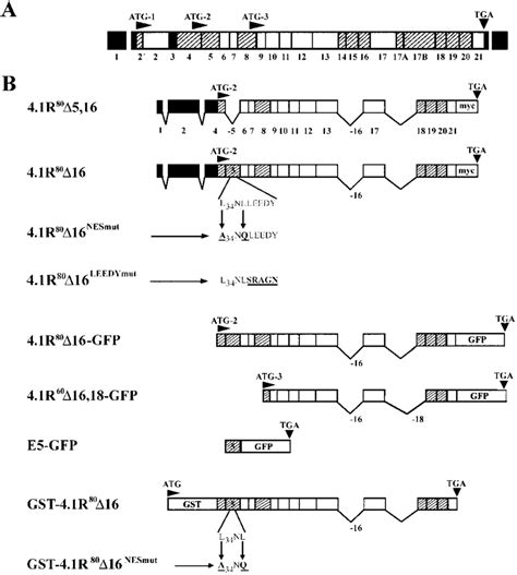 Scheme Of The Exon Map For The R Protein And The Cdna Constructs