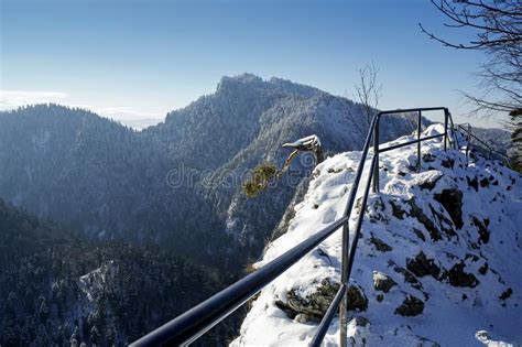 Relic Pine Tree On The Summit Of Sokolica In Pieniny Mountains Poland