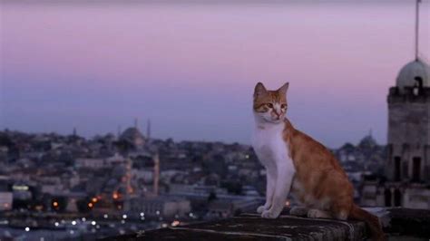 Tutti Al Cinema Con L Impronta Alla Scoperta Di Kedi La Citt Dei