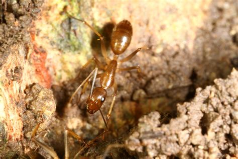 Fourmis Du Vietnam Camponotus Nicobarensis