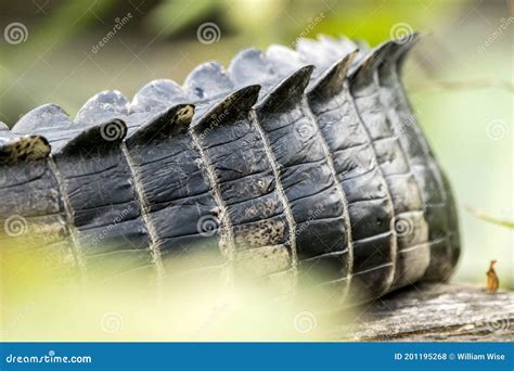 Alligator By The Tail Royalty-Free Stock Photo | CartoonDealer.com #6149217