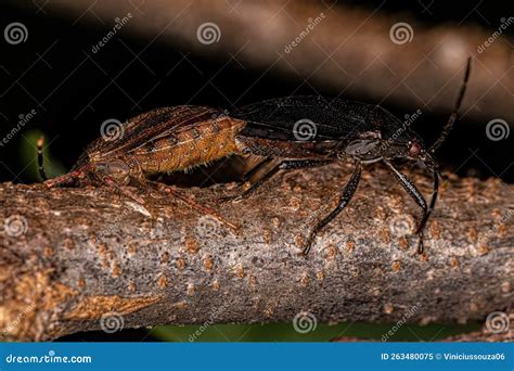 Adult Stink Bugs Stock Image Image Of Detail Discocephalinae 263480075