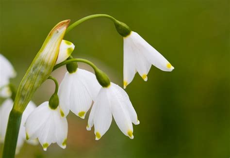 How to Plant Snowdrops: 8 Steps for Growing Winter’s Early Bloomers