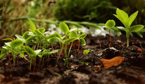 La permaculture pour les nuls guide simplifié pour débutants Ma