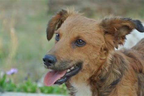 Chip Perro Adoptado En Alicante Bamb Difunde