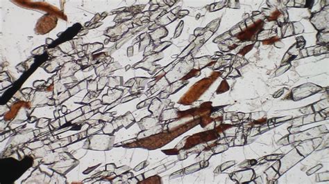 Sillimanite In Thin Section Fkm Ppl On Vimeo