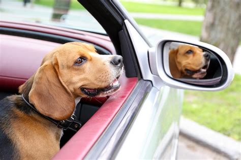 Premium Photo | Funny cute dog in car