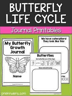 Bugs Insects Activities Pre K Preschool Ideas In Insect