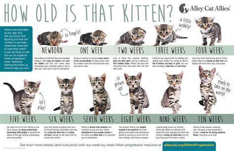 Kitten Age Progression Visual Guide Coolguides