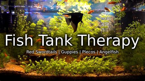 Black Angelfish Livebearers Relaxing View Of A Fish Tank With