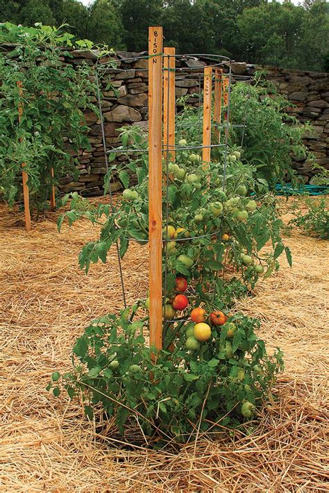 Learn How To Stake Your Tomatoes Fine Gardening