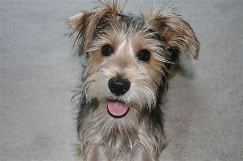 Max The Snorkie Dogs Terrier Mix Dogs Yorkie Mix