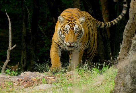 Tiger - WorldAtlas