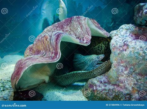 Moray Under Shell Underwater Life Royalty Free Stock Image Image