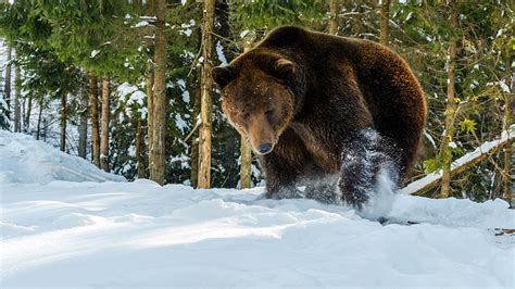 Un orso russo ha deciso di andare in letargo nella città super segreta